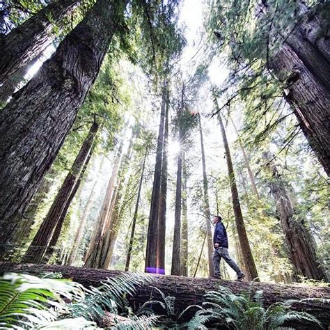 Photo By Renanozturk The Next Time You Walk Through Redwood Trees