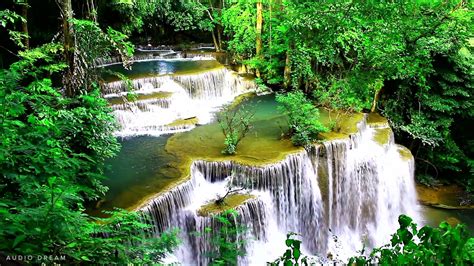 Jungle Sounds Waterfall With Exotic Birds Audio Dream Youtube