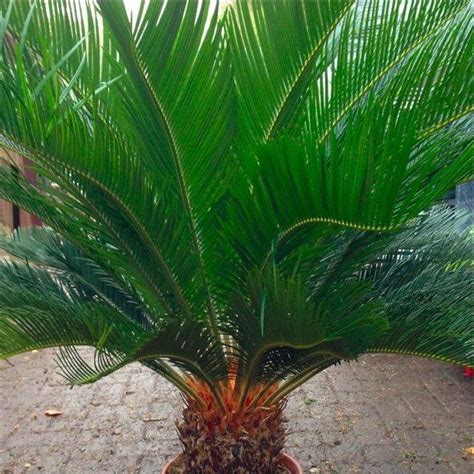 Huge Giant Cycad Cycad Revoluta Extra Large Specimen King Sago Palm