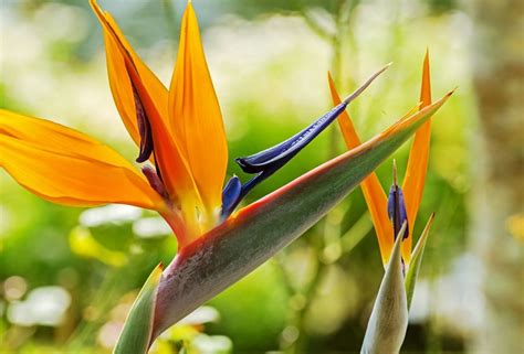 Growing Conditions For Bird Of Paradise Flowers
