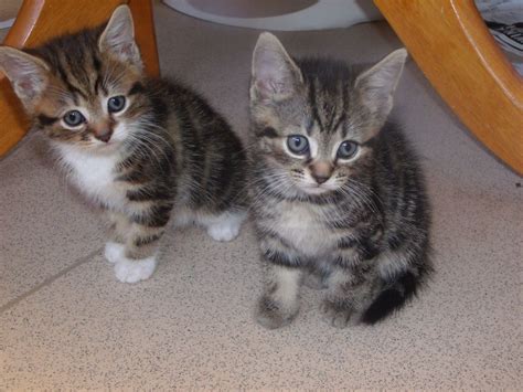 3 Beautiful Fluffy Tabby Kittens Looking For Homes Stevenage