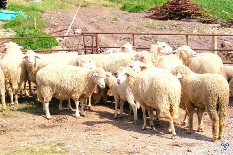 Kurban Bayramı Celebrating Eid al Adha In Turkey