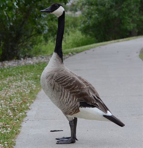 Canada Goose Photos And Wallpapers Collection Of The Canada Goose Pictures