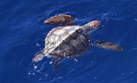 Marine Turtle Evolution And Phylogeography Noaa Fisheries