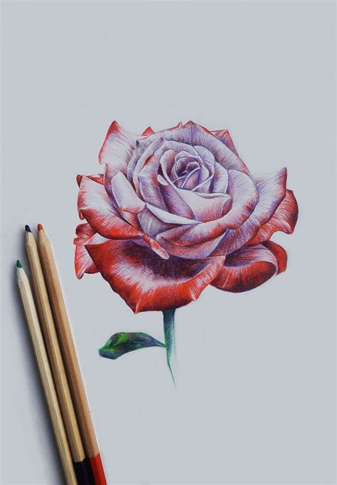 There are millions of designs available in the internet to hone your drawing skills but flowers are the easiest patterns. Drawing rose … | Roses drawing, Flower drawing, Pencil ...