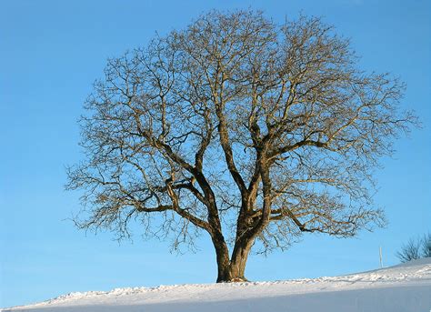 Der Baum Im Winter Foto And Bild World Winter Baum Bilder Auf
