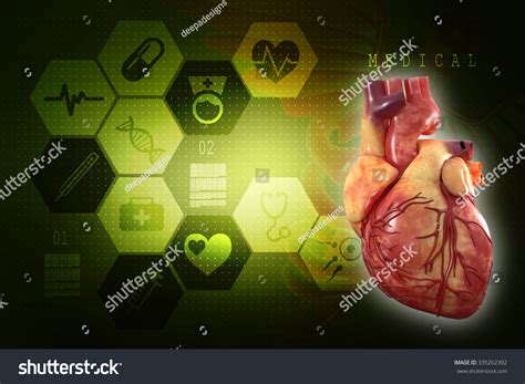Human Heart Anatomy Of Human Heart Stock Photo 335262392 Shutterstock
