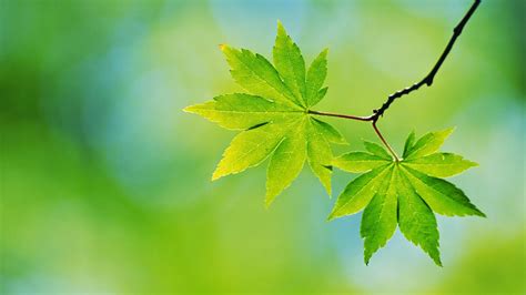 Green Leaves In Blur Green Background Hd Nature Wallpapers Hd