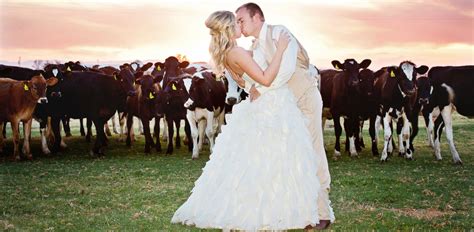 Couples Say I Moo To Dairy Farm Weddings Abc News