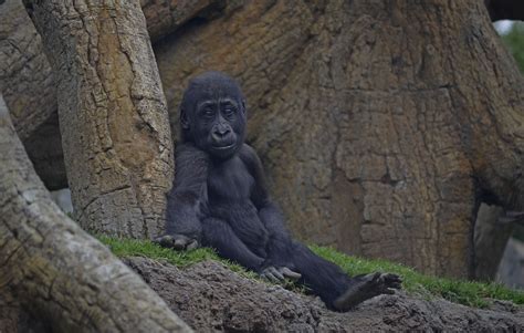 El Bebé Gorila Ebo Con 17 Meses De Vida Bosque Ecuatorial De Bioparc