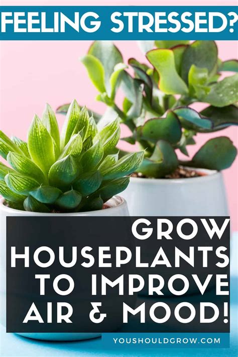 Growing Houseplants Improves Air And Mood | You Should Grow