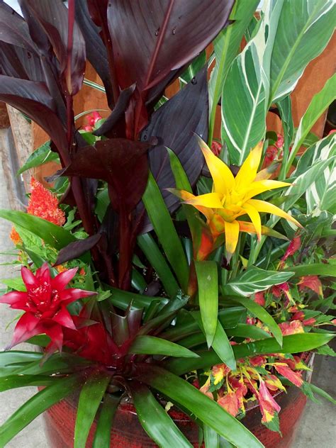 Do utilize trees in pots. Beautiful tropical plants~ I love bromeliads!!I Perfect ...