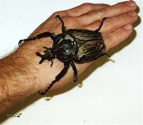Giant Insects 10 Of The Biggest On Earth