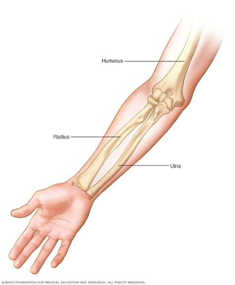When the water is too hot, you quickly lift up your leg. Arm bones - Mayo Clinic
