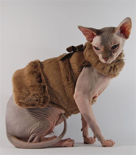 For Those Days When Larry Is Self Conscious Of His Baldness Cat