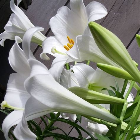 Easter Lilies Are Here And Stunningly Beautiful Easter Lily Lily