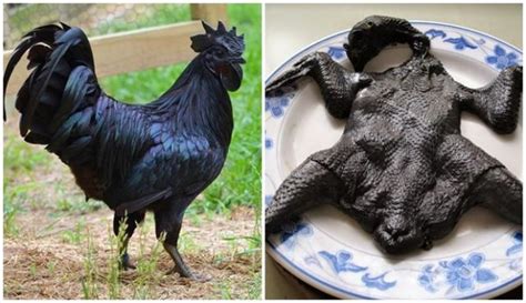 085227902020 indiksi obat ayam dragon sn: What do all black Cemani chicken taste like? - Quora