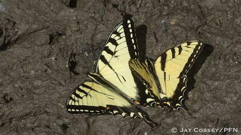 Eastern Tiger Swallowtails Papilio Glaucus Puddling R Flickr
