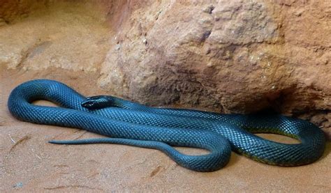 10 Of The Most Venomous Snakes In The World
