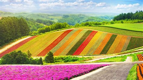 Summer Flowers Garden Colorful Hill At Biei Hokkaido