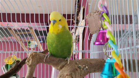 Budgie Singing For Lonely Budgie Sounds For Lonely Budgies