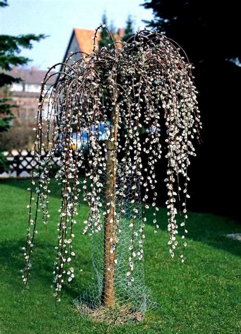Dwarf Weeping Willow Tree 130 Cm Tall Seedling In The Pot 3 Willow Trees Garden Small