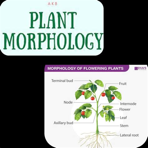 International Journal Of Research Ijr Plant Morphology