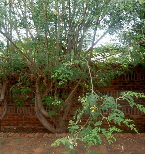 Moringa oleifera, known as the drumstick tree, is a versatile plant belonging to the moringaceae family. 1: Moringa oleifera Lam. tree showing stem, leaves and ...