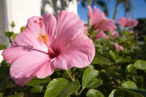 How To Kill Aphids On A Hibiscus Tree Naturally Hunker