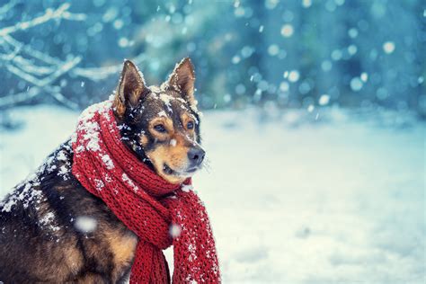 tips     dog comfortable   snow greenfield puppies