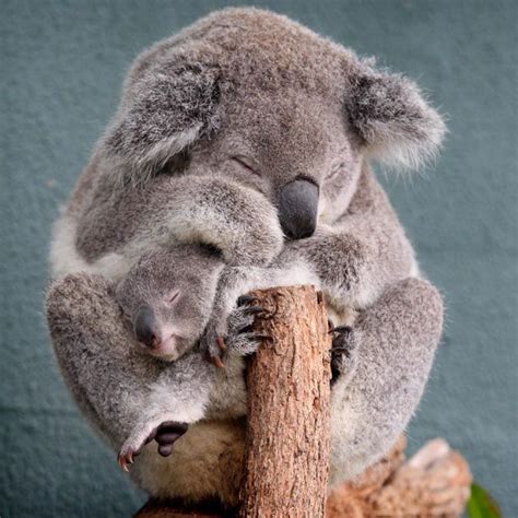 Baby Animals Napping Mom And Baby Koala Bears Napping And Cuddling