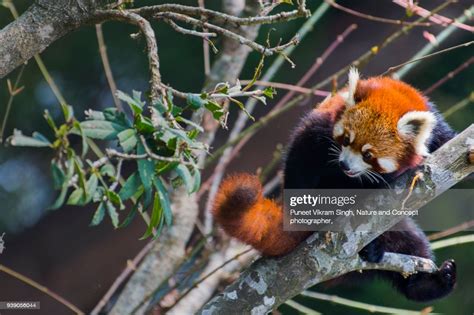 Red Panda High Res Stock Photo Getty Images