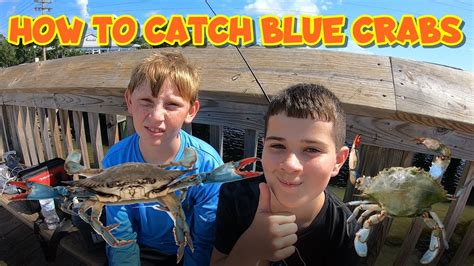 How To Catch Blue Crabs 101 Includes Location Bait And Best Time Garden City South Carolina