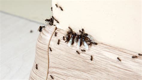 7 Types Of Ants That Might Invade Your Home Forbes Home