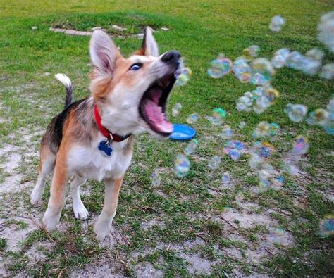 Flavored Edible Bubbles For Dogs Dog Activities Dogs Best Dog Food
