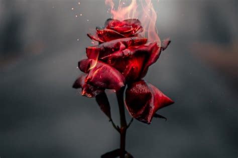 Sad Rose Aesthetic Wallpapers Top Free Sad Rose Aesthetic Backgrounds
