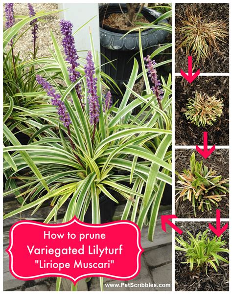 How to prune Variegated Lilyturf (Liriope Muscari) - Pet Scribbles