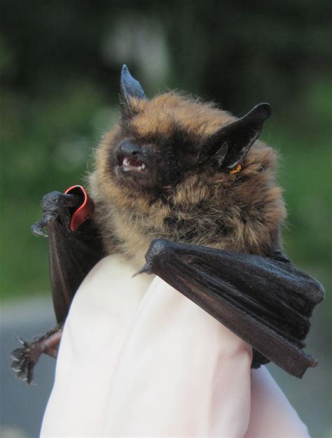 Why Are Bats Associated With Halloween Sycamore Land Trust