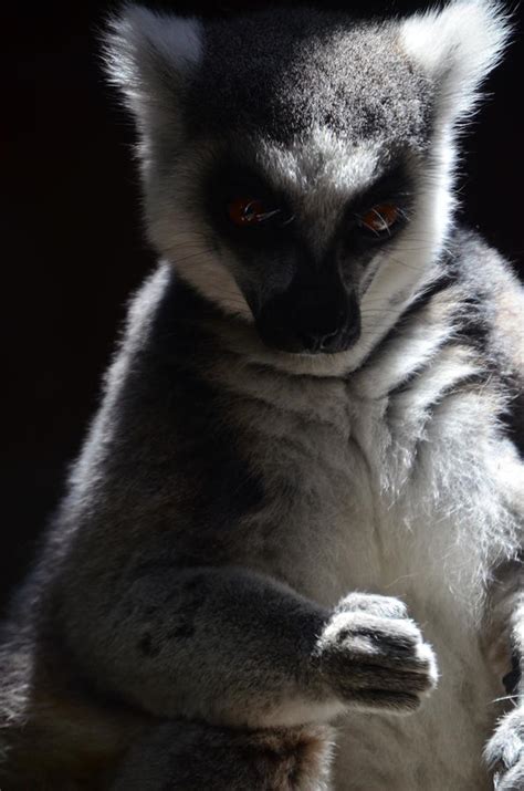 African Lemur Photograph By Ernesto Grossmann Fine Art America