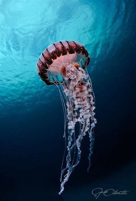 What Do Jellyfish Eat Do Have Brains And All Types Of It Worldwide