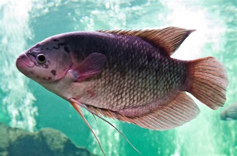 Pond Fish Spotlight Mozambique Tilapia Fitzs Fish Ponds