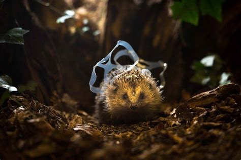 Chris packham is a remarkable naturalist, whose knowledge, enthusiasm, and fascination for wildlife photography means something different to every wildlife photographer and naturalist. 인간이 투기한 쓰레기 속에서 야생 동물들은 이렇게 살고 있다(사진 10장)