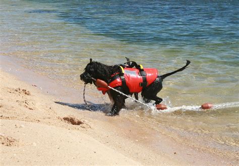 Cao de agua portugues eller portugisisk vandhund, som den også kaldes, var tidligere en almindelig hunderace langs hele den portugisiske kyst og ses stadigt hyppigt i algarveregionen. Lagos mostra Cão de Água Português - Algarve Marafado