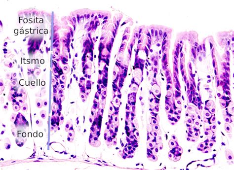 Órganos Animales Sistema Digestivo Estómago Atlas De Histología