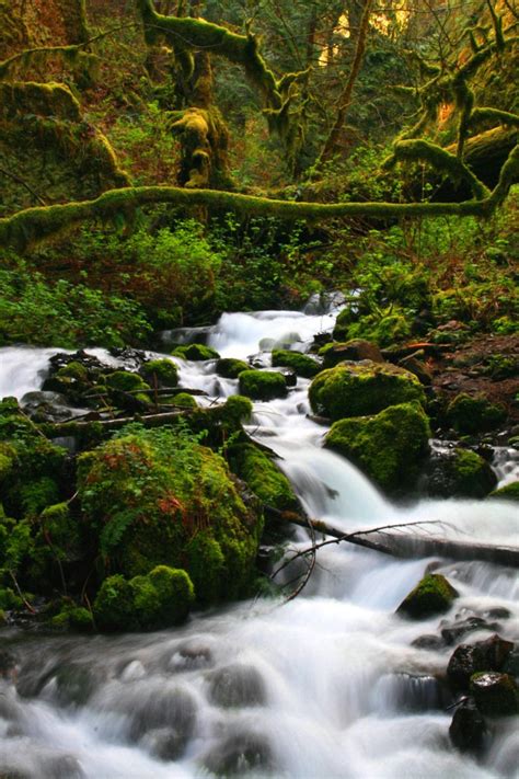 Mossy Gorge Beautiful Places Scenery Beauty Landscapes