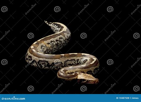 Borneo Short Tailed Blood Python Stock Photo Image Of Snake Space