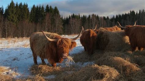 Scottish Highland Cattle In Finland November 4th And Hay Bales