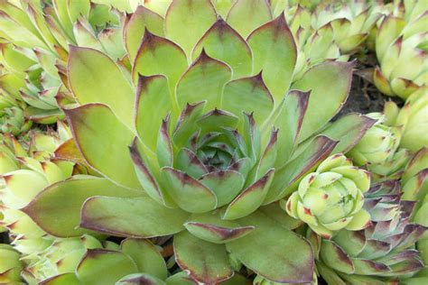 How To Best Care For Your Hens And Chicks Sempervivum Tectorum In 2023