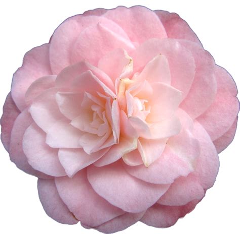Pink Flowers Garden Roses Pastel Flowers Png Download 671658
