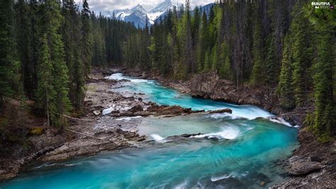 Forest Mountains British Columbia Kicking Horse River Canada